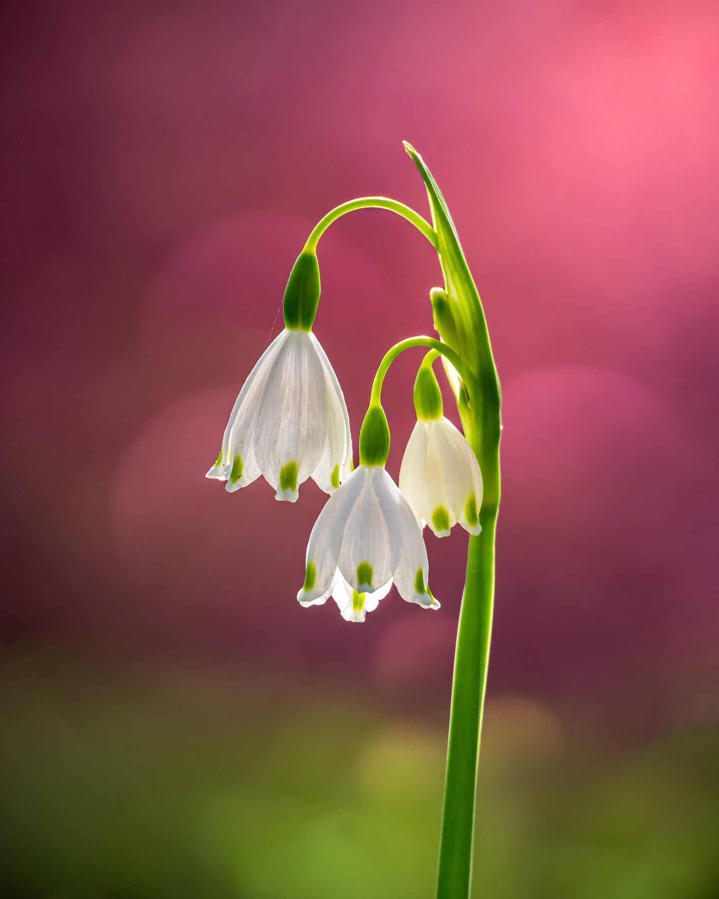 Three Notes of Spring