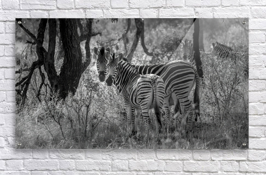 Acrylic Print